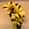 Rhyncattleanthe Burana Beauty